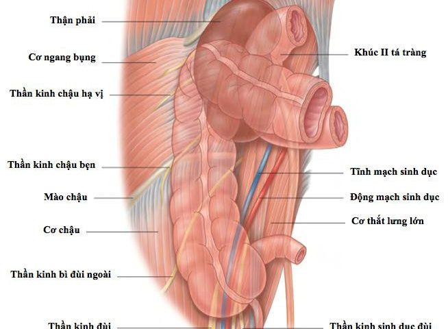alt text: Các cấu trúc liên quan trong mặt sau đại tràng phải