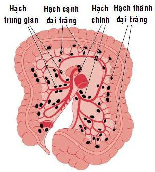 alt text: Các nhóm hạch của đại tràng