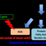 Vai trò của chuyển hóa Glutamine trong ung thư đại trực tràng
