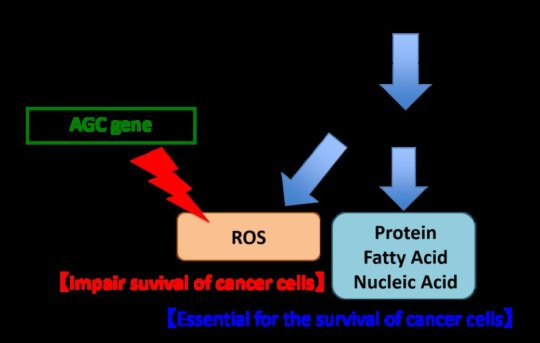 Chuyển hóa Glutamine đóng vai trò quan trọng trong sinh lý ung thư đại trực tràng