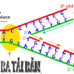 Tìm ra cơ chế kháng hóa chất trong điều trị ung thư Vú
