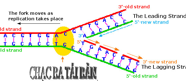 Cơ chế hoạt động của chạc ba tái bản DNA trong sự ổn định gen