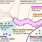 Helicobacter pylori: Là bạn hay là kẻ thù của loài người?