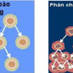 Tìm hiểu về khối u lành tính (Phần 1)