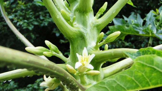 Lá đu đủ và tiềm năng hỗ trợ điều trị ung thư