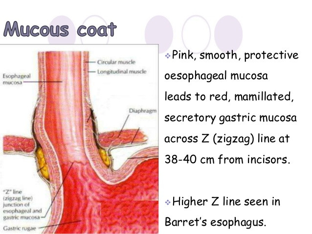 Mô phỏng giải phẫu đoạn nối giữa thực quản và dạ dày
