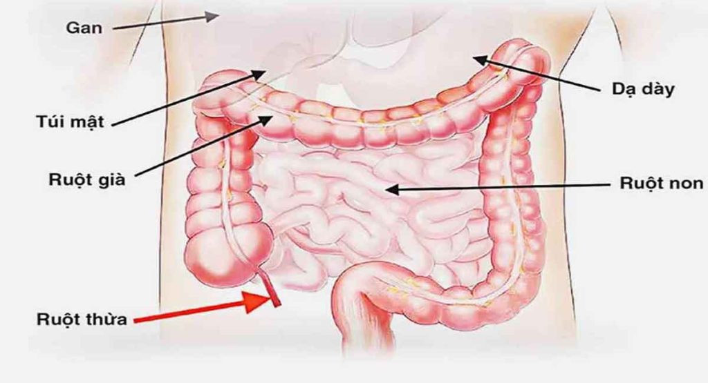 Mô tả ruột non và các tế bào ung thư