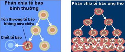 Quá trình hình thành khối u lành tính