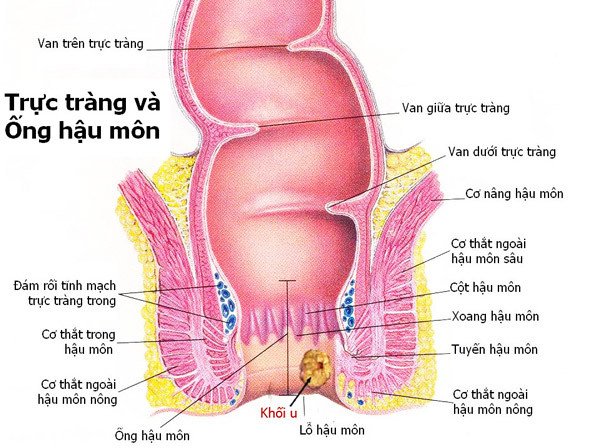 Quan hệ qua hậu môn và ung thư hậu môn