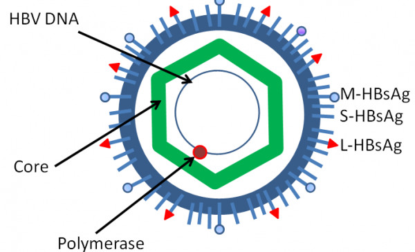 Sự lây nhiễm từ virus tăng nguy cơ ung thư